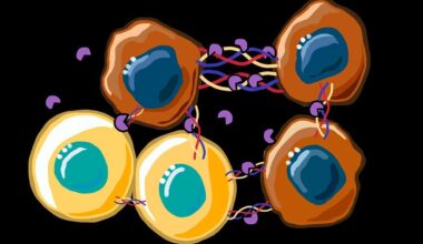 Hypersonic Levitation Spinning Speeds Cell Isolation