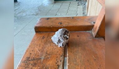 Interns Find Little Animal With Eyes 'Frozen Shut' And Scoop Her Out Of Snow