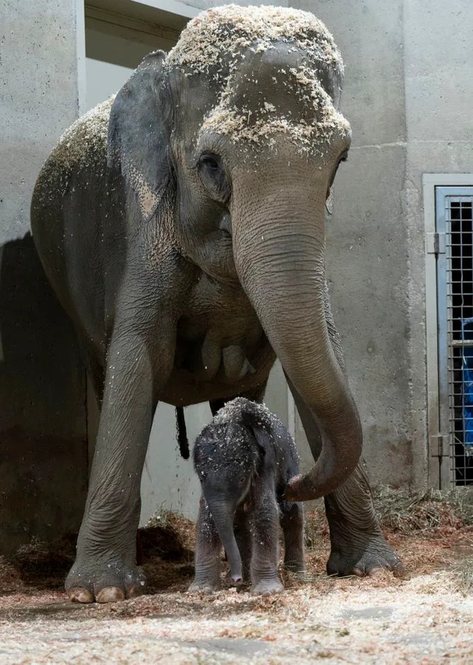 Amanda Carberry/Columbus Zoo and Aquarium Phoebe and her newborn baby