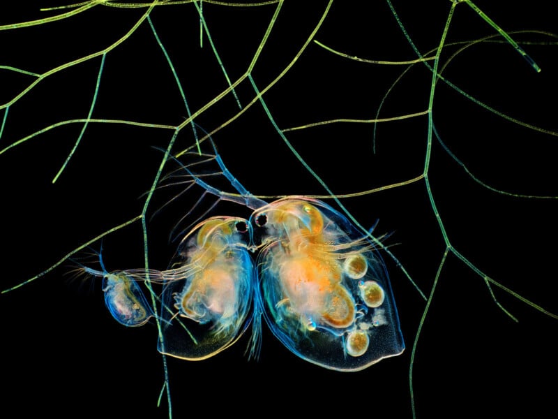 A close-up image of a translucent water flea with visible internal organs, surrounded by thin, green aquatic plant stems against a black background. The details and colors highlight the tiny creature's delicate structure.