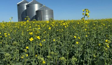 A low angle photo of a canola crop just starting to bloom with three round, steel grain bins in the background.