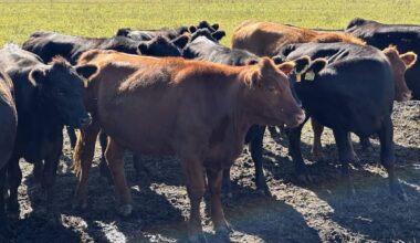 Yearling heifers on pasture near Anola, Man. PHOTO: DON NORMAN