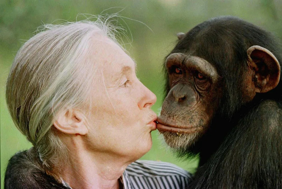 Jane Goodall gives a little kiss to Tess, a 5- or 6-year-old female chimpanzee, in 1997.