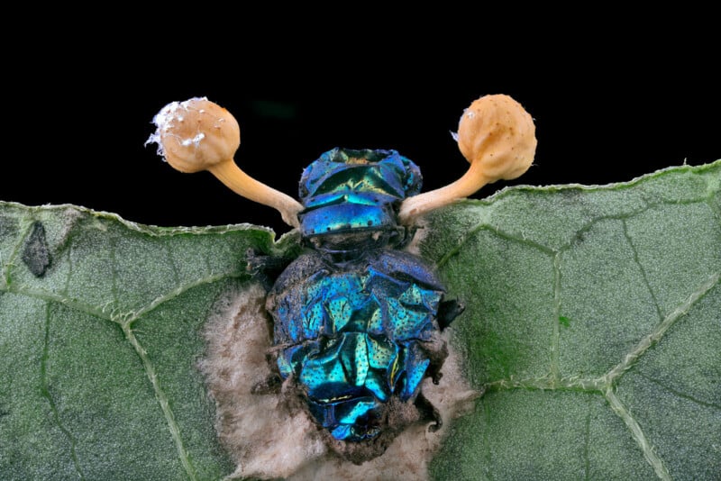 Close-up of a metallic blue beetle clinging to a green leaf, with two orange fungal stalks growing from its body, set against a black background.