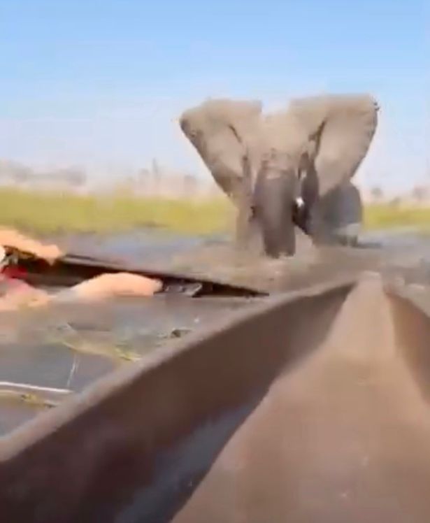 The angry bull elephant closes in on two of the three canoes 