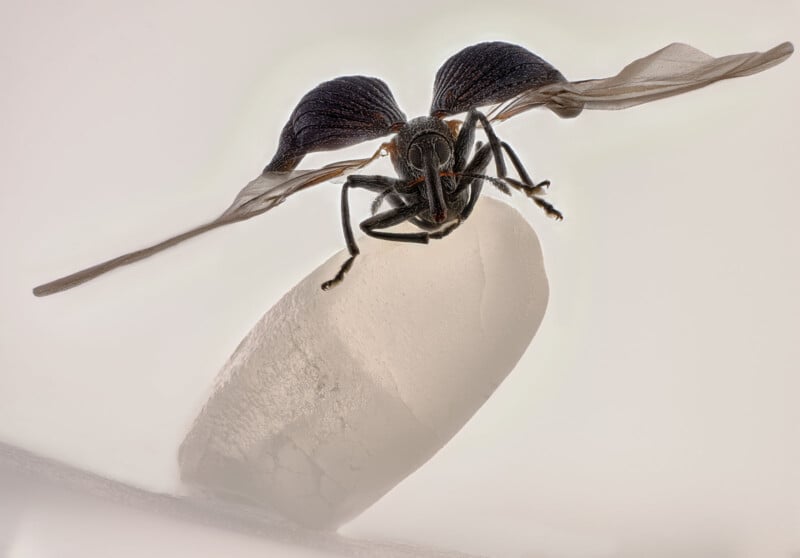 Close-up of a flying insect, possibly a wasp, with extended wings and perched on a white, textured surface against a pale background. The image details the insect’s body and transparent wings.