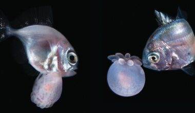 Nighttime Dive Reveals Never-Before-Seen Relationship Between Fish and Anemones