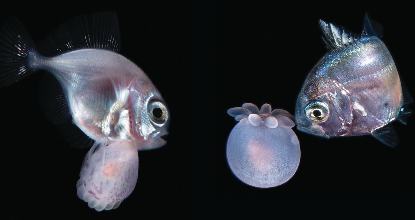 Nighttime Dive Reveals Never-Before-Seen Relationship Between Fish and Anemones