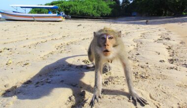 A long-tailed macaque (‘Macaca fascicularis’) reacts on Aug. 3, 2017, as it is photographed at Bama Beach in Baluran National Park, located in Situbondo regency, East Java.