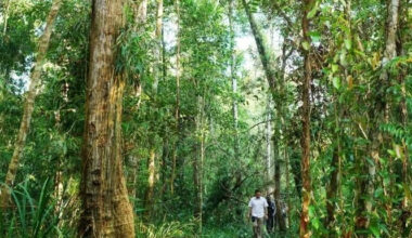 Indonesia allows resumption of international carbon trade after four years - Regulations