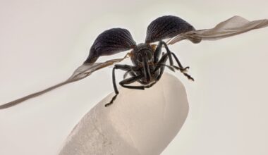 Balancing Weevil Wins 2025 Nikon Small World Photo Contest