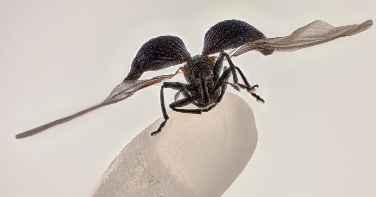 Balancing Weevil Wins 2025 Nikon Small World Photo Contest