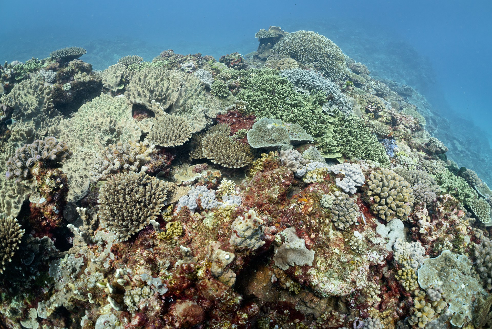 Multi-colored coral underwater