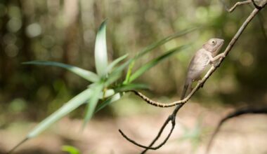 Most animals on this island nation are found nowhere else on Earth. And now they’re vanishing.