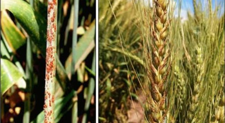 Pakistani, Chinese Scientists identify key Wheat Genes to fight fungal disease-INP