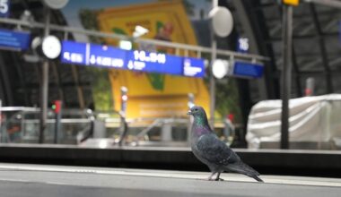Germany battles worsening bird flu outbreak-Xinhua