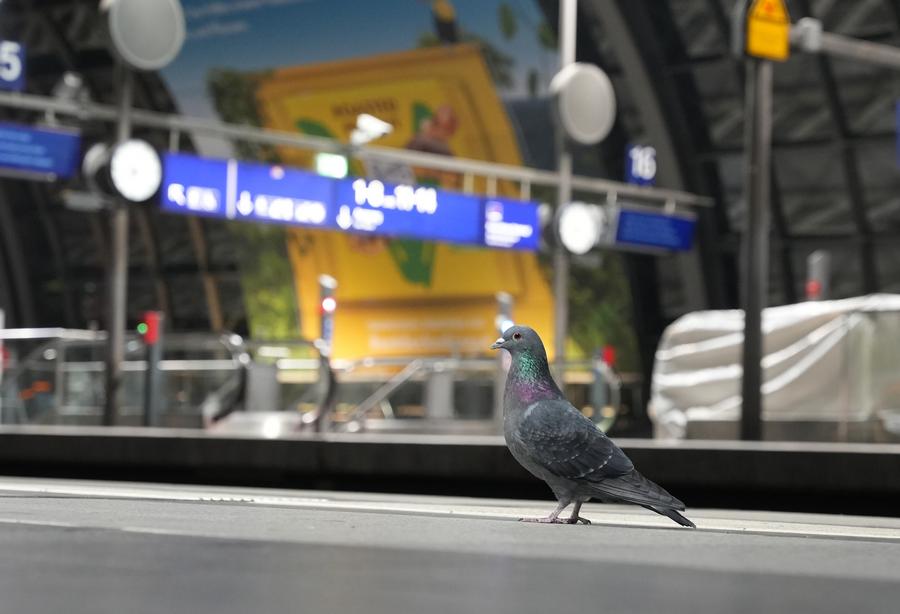 Germany battles worsening bird flu outbreak-Xinhua