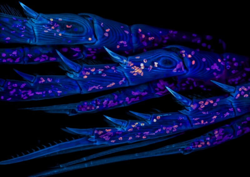 Close-up image of a scorpion's legs under UV light, showing vibrant blue and purple hues with glowing pink and orange spots, and prominent sharp spines against a black background.