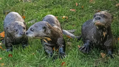 Yvonne West Three grey giant otter cubs stood on green grass.