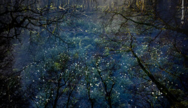 Spring Snowflake Morning | Wildlife Photographer of the Year