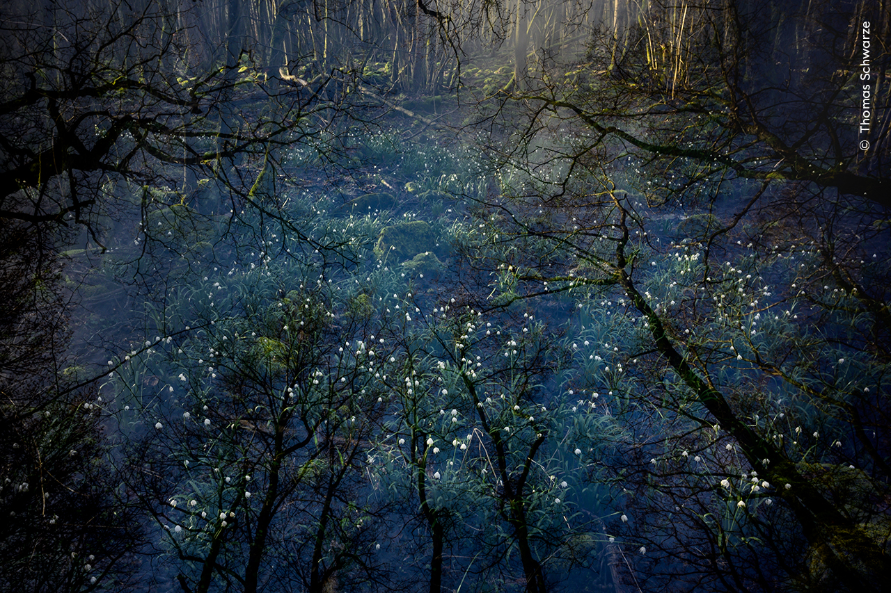 Spring Snowflake Morning | Wildlife Photographer of the Year