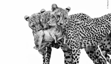 Deadly Lessons | Wildlife Photographer of the Year