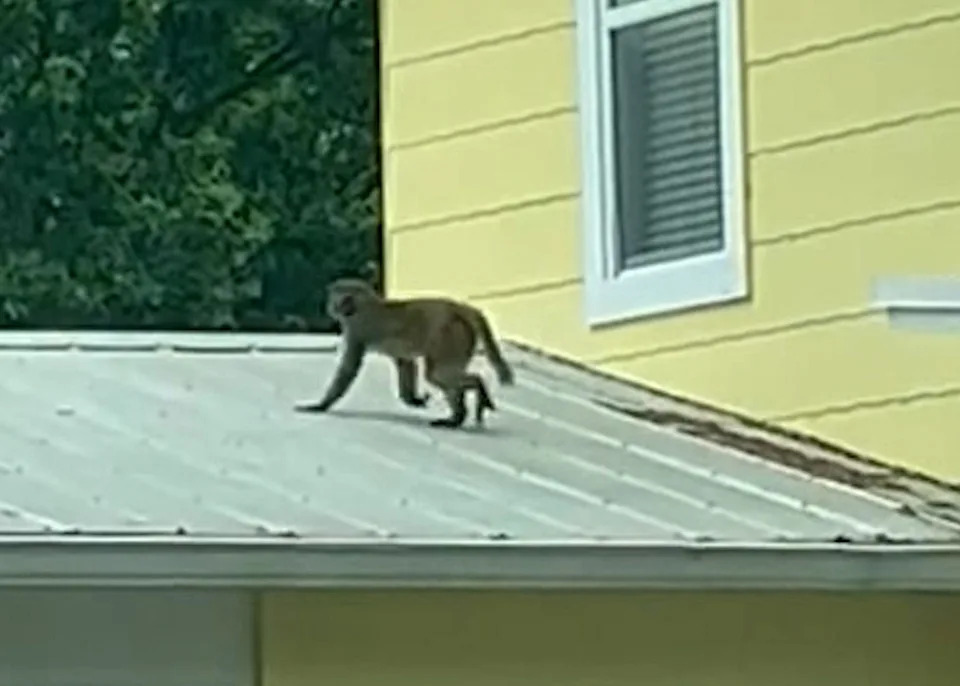 A wild rhesus macaque monkey was spotted atop a home in Clermont, Florida, Tuesday April 30, 2024.