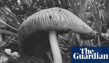 Fertility, decay and renewal in Ying Ang’s Fruiting Bodies – in pictures | Art and design