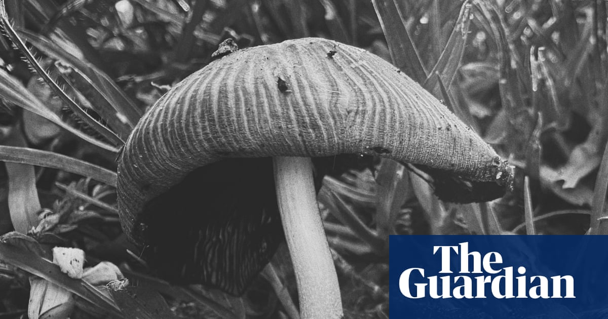 Fertility, decay and renewal in Ying Ang’s Fruiting Bodies – in pictures | Art and design