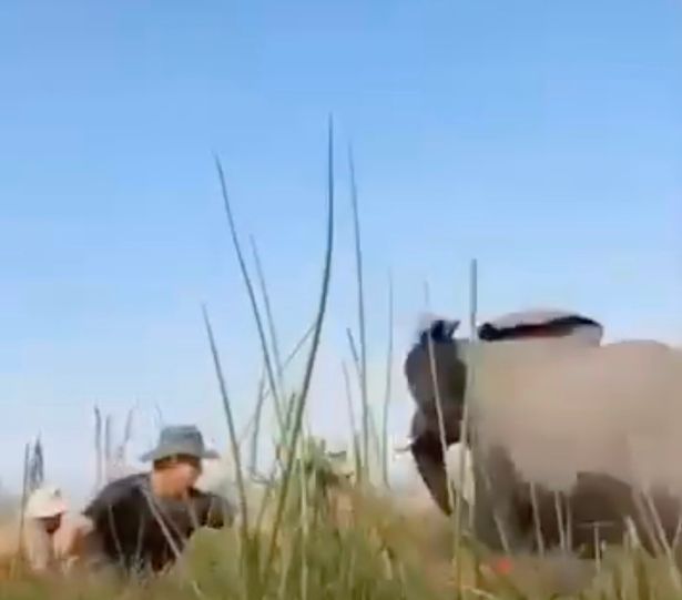 screengrab of an elephant rampaging at tourists in the water