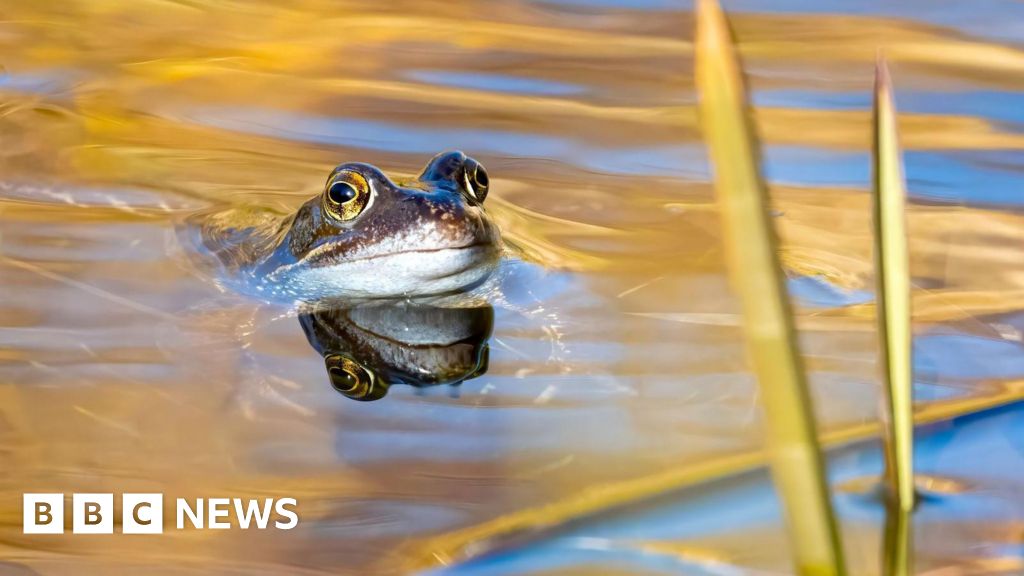 Local Wildlife Trust's award-winning photographers crowned