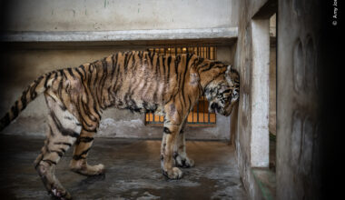 Skin and Bones | Wildlife Photographer of the Year