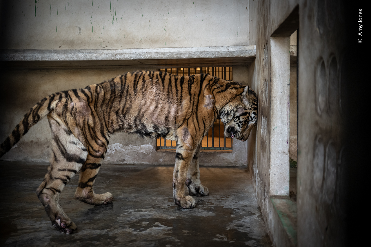 Skin and Bones | Wildlife Photographer of the Year