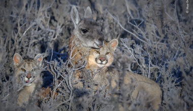 Training Day | Wildlife Photographer of the Year