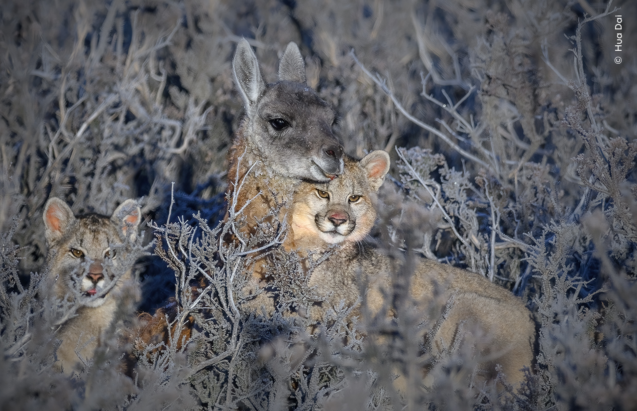 Training Day | Wildlife Photographer of the Year