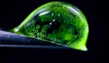 Can you guess what you’re seeing in this award-winning extreme close-up?