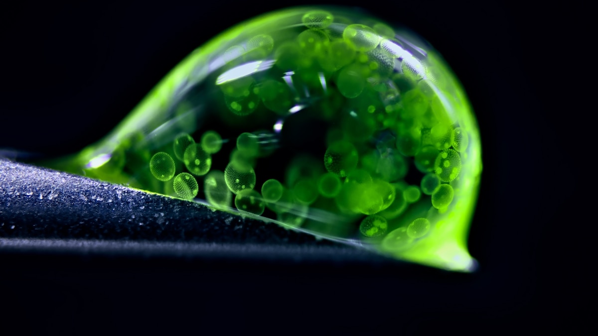 Can you guess what you’re seeing in this award-winning extreme close-up?