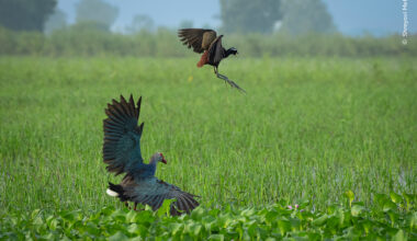 Wetland Spat | Wildlife Photographer of the Year