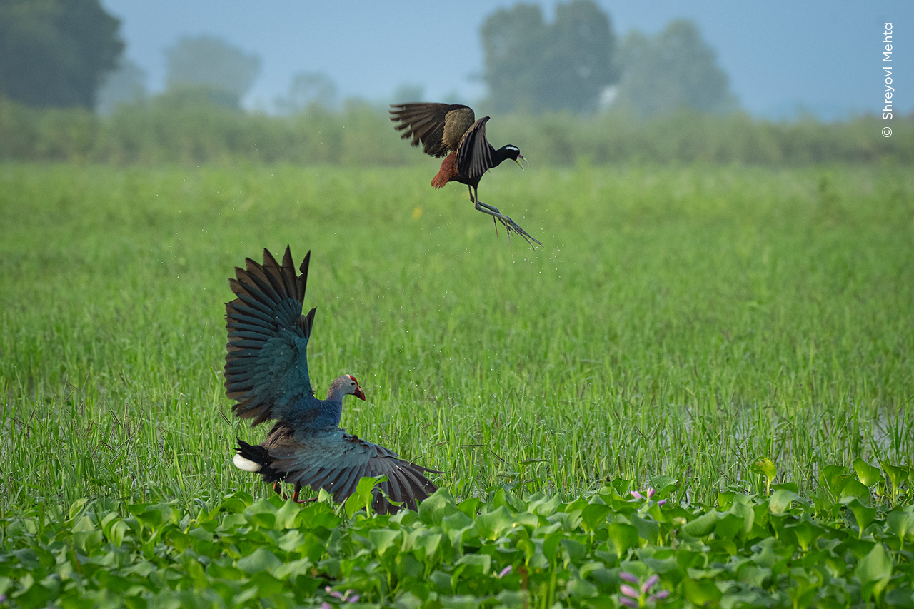 Wetland Spat | Wildlife Photographer of the Year