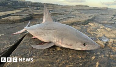 Dead shark found by walkers on rocky shoreline near Wick