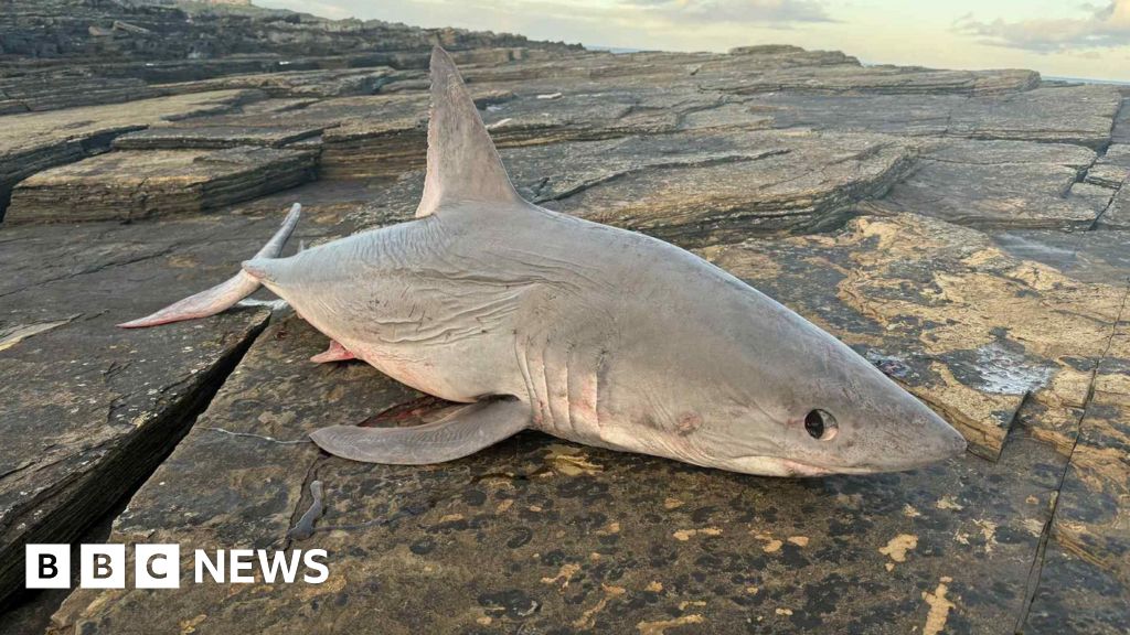 Dead shark found by walkers on rocky shoreline near Wick