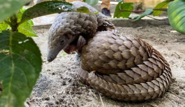 Nigeria to impose more stringent penalties on wildlife traffickers