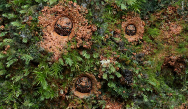 Eyes in the Moss | Wildlife Photographer of the Year