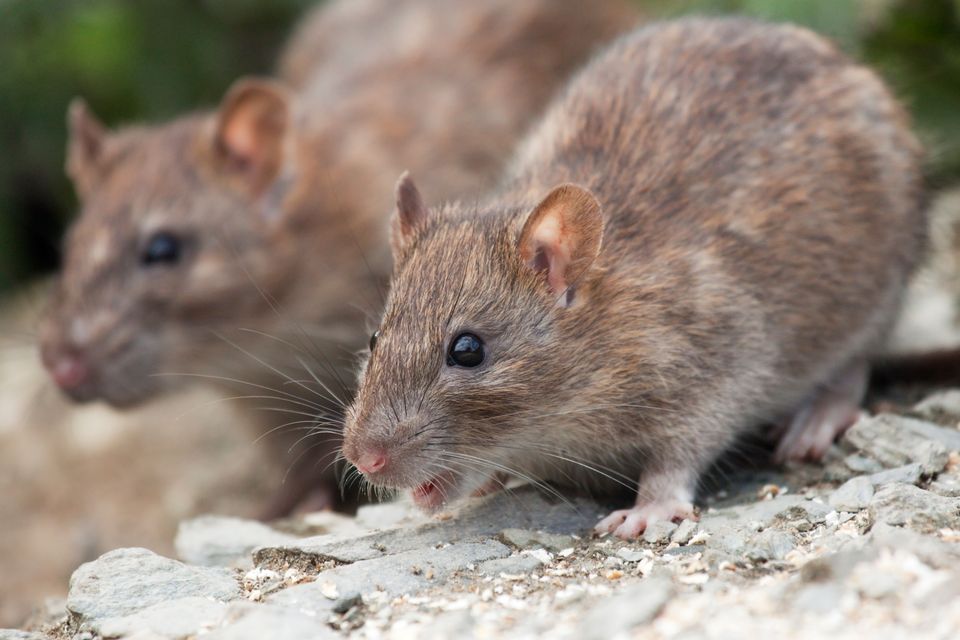 A live rat was spotted in the premises by the HSE inspector, along with visible rat droppings. Stock photo.