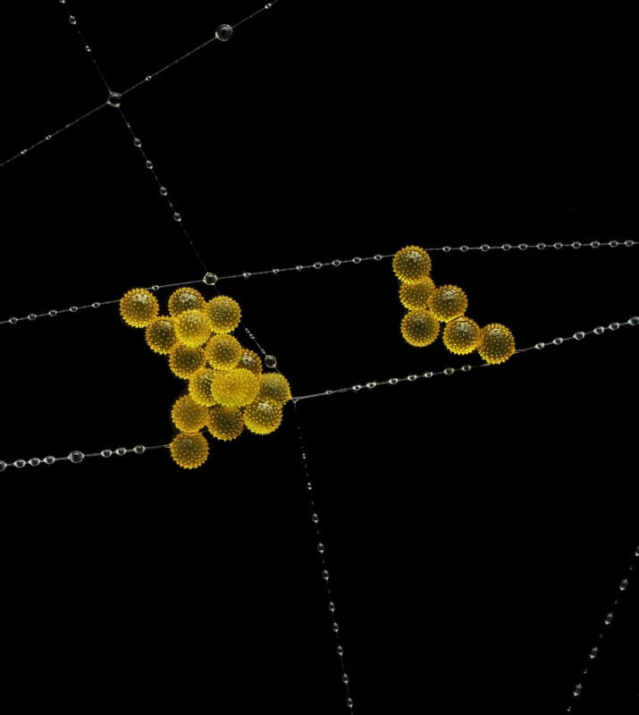 Yellow dandelion seeds clustered on a spider web covered in dew drops, set against a black background.