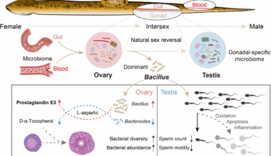 Natural sex reversal imparts permanent compositional changes to the swamp eel gonadal microbiome | Microbiome