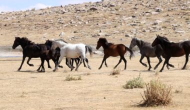 Wild horses roam freely on Mount Erciyes slopes in central Anatolia