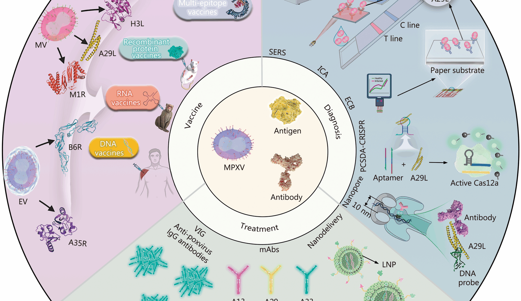 Emerging strategies for monkeypox: antigen and antibody applications in diagnostics, vaccines, and treatments | Military Medical Research