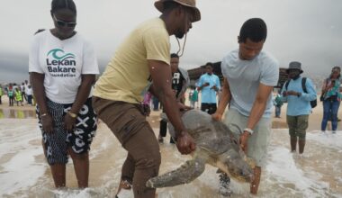Rescued endangered sea turtles return to Nigerian waters