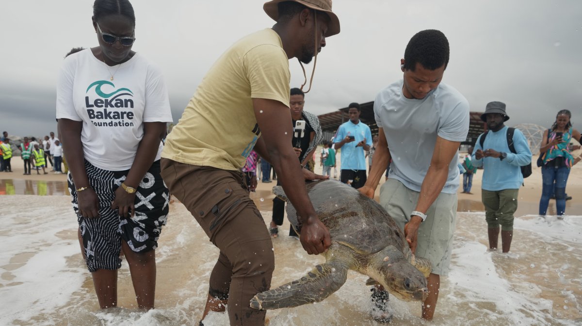 Rescued endangered sea turtles return to Nigerian waters